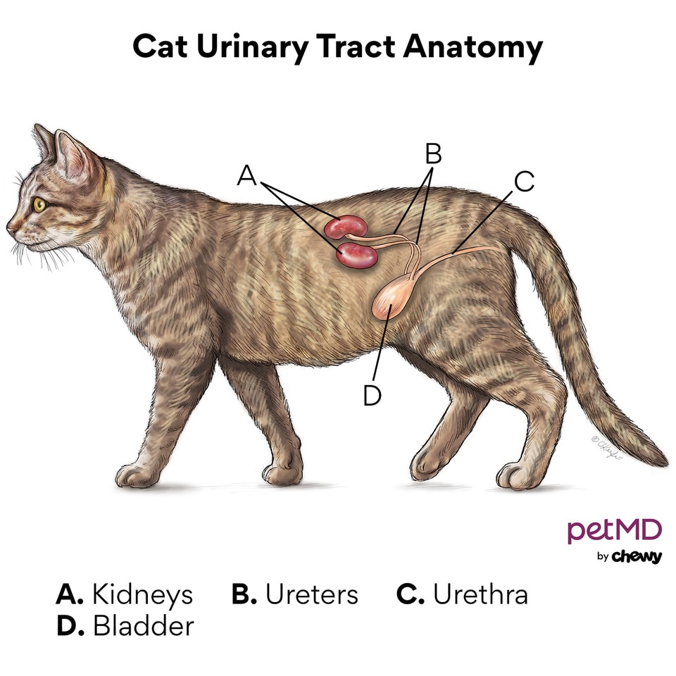 Treatment for cat outlet crystals in urine